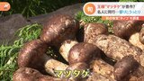 秋の味覚「キノコ」マツタケ&たもぎ茸&生キクラゲ おいしい食べ方は?|TBS NEWS DIG