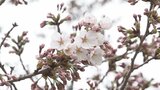 下北半島にも『桜前線』到達！　むつ市でサクラ開花宣言・弘前市はサクラスポット拡大　春色に染まる　|　青森のニュース│ATV NEWS│青森テレビ