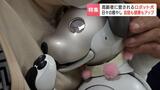 高齢者施設で活躍するロボット犬、入居者に癒しと生きる活力を提供 シニアとペットとの新たな共生「永年預かり制度」とは? 北海道 | 北海道のニュース|HBC北海道放送