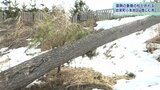 津波と塩害に耐え復興の象徴だった「一本松」が倒れる 暴風雪の影響か 岩手・岩泉町 | IBC NEWS | IBC岩手放送