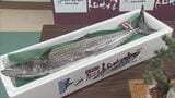 ブランド魚「答志島トロさわら」の水揚げ始まる 三重・鳥羽市 | 名古屋・愛知・岐阜・三重のニュース【CBC news】 | CBC web