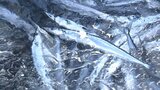 “秋の味覚サンマ”今年も「不漁」を予測 推定分布量94万トンで去年117万トン下回る|TBS NEWS DIG