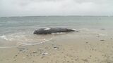 打ち上げられたザトウクジラの死骸 体長5メートルで生後数か月の個体か 去年11月はマッコウクジラが|TBS NEWS DIG
