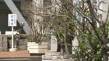 近年の猛暑は市の花にも影響か? 松山市役所玄関のツバキに異変が… | 愛媛のニュース - Nスタえひめ|あいテレビは6チャンネル