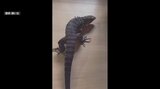 【詳報】「動きながら小屋の下に入っていくのを見た」体長1ｍ越えのトカゲが脱走　自宅外で日光浴中に姿消す…　警察が現場周辺を捜索　黒と白のまだら模様が特徴的な「ブラックアンドホワイトテグ－」　|　青森のニュース│ATV NEWS│青森テレビ