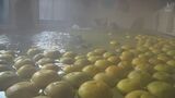 「肌がつるつる」きょう21日は冬至 ボンタンやサワーポメロ湯を温泉で提供 鹿児島県 | 鹿児島のニュース|MBC NEWS|南日本放送