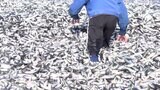 今度は“イワシ”が大量漂着 原因不明なので「触ったり拾ったりしないで!」新潟県糸魚川市 | 新潟のニュース・天気|BSN NEWS|BSN新潟放送