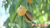 匂いは桃?味は杏仁豆腐? 中学生が朝日町の新たな特産品”アーモンド”の収穫体験! 今後はアーモンド商品の開発に挑戦(山形) | 山形のニュース│TUYテレビユー山形