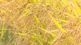 今年の県内の水稲 猛暑・台風の影響があったものの豊作 16年ぶりやや良の「102」 大分 | 大分のニュース|OBS NEWS|大分放送