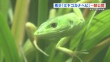 宮古島だけに生息 “ミヤコカナヘビ”　一般公開スタート　飼育の動物園は九州唯一　熊本市動植物園　|　熊本のニュース｜RKK NEWS｜RKK熊本放送