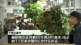 「千両」や「南天」など正月の飾り付けに使用する縁起物の競り「千両企画市」開催 | MRTニュース | MRT宮崎放送