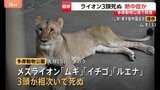 多摩動物公園でライオンの「ムギ」「イチゴ」「ルエナ」が相次いで死ぬ 熱中症が原因か スポットクーラーなど設置増やし暑さ対策を強化へ|TBS NEWS DIG