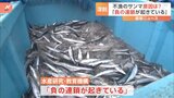 深刻な不漁が続くサンマ「負の連鎖が起きている」海洋環境との関係について最新の研究調査結果で…去年の水揚げ量は2008年の20分の1|TBS NEWS DIG