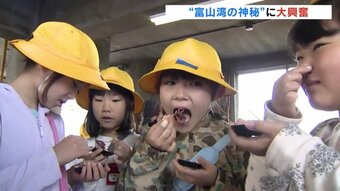 ホタルイカは「ぷにぷに」　子どもたちが「見て触って食べる」体験　富山湾の神秘に大興奮　富山　|　富山県のニュース｜チューリップテレビ