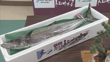 ブランド魚「答志島トロさわら」の水揚げ始まる 三重・鳥羽市 | TBS