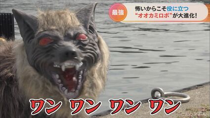 おっさんオオカミ お前だけは許さない」 海を渡るイノシシとも戦ってきたオオカミ型