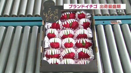 1粒80g500円！「糖蜜使用のこだわりいちご」出荷最盛期 熊本JA菊池