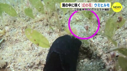海の中に咲く「幻の花」ウミヒルモ 広島・江田島沖で撮影 | RCC NEWS