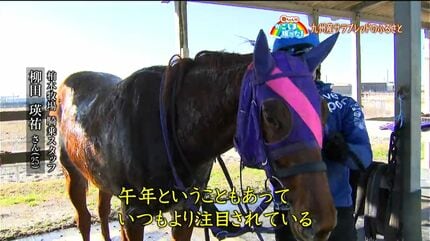 競走馬のふるさと」大崎町・鹿児島【亀ちゃんのかごしま撮った