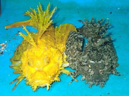 海底に潜む20センチの“黄金”…富山湾の刺し網漁で“超”貴重なオニオコゼ