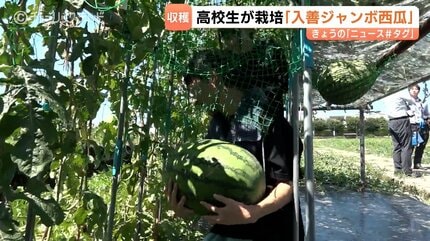 宙づり”スイカを収穫 富山・入善町の高校生「本当にうまくいった