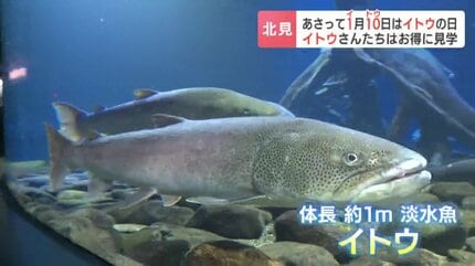 北海道 イトウ 剥製　枠本体 約60cm 名字に「イトウ」が入れば入場料110円に！北海道・北見の水族館で“幻の