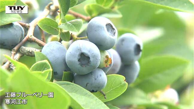 はちきれんばかりに実るブルーベリー! 観光ブルーベリー園で開園式 美味しいブルーベリーの見分け方とは?(山形・寒河江市)|TBS NEWS DIG