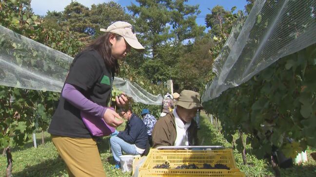 濃厚な味わいに期待!実りの秋 ワインブドウの収穫 長野・塩尻市|TBS NEWS DIG