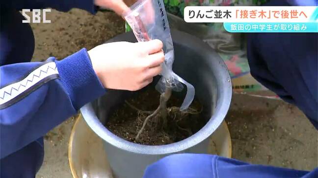 飯田のシンボル「りんご並木」を後世へ…中学生が「接ぎ木」作業　長野|TBS NEWS DIG
