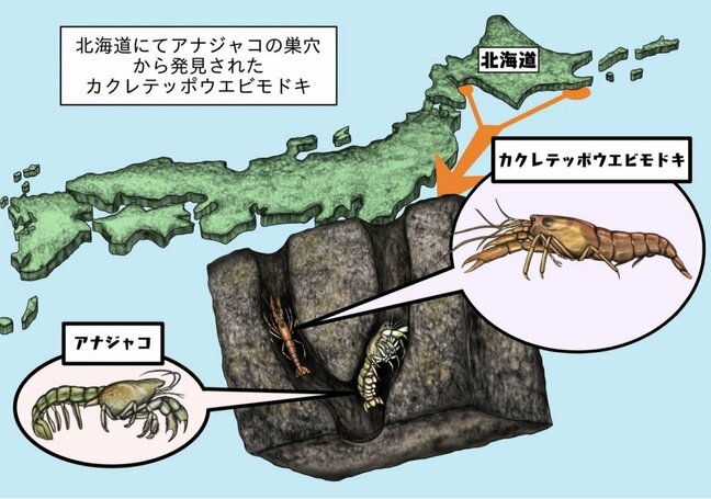 京大・高知大のチームがアナジャコの巣穴で日本初記録の生き物を偶然発見！和名「カクレテッポウエビモドキ」を提唱|TBS NEWS DIG