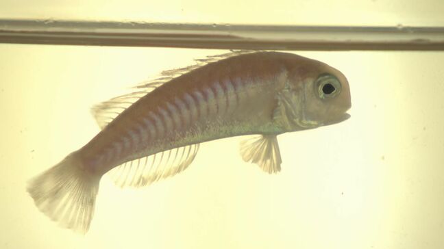 高級魚「シロアマダイ」稚魚に標識付け　大量生産→安定供給目指す|TBS NEWS DIG