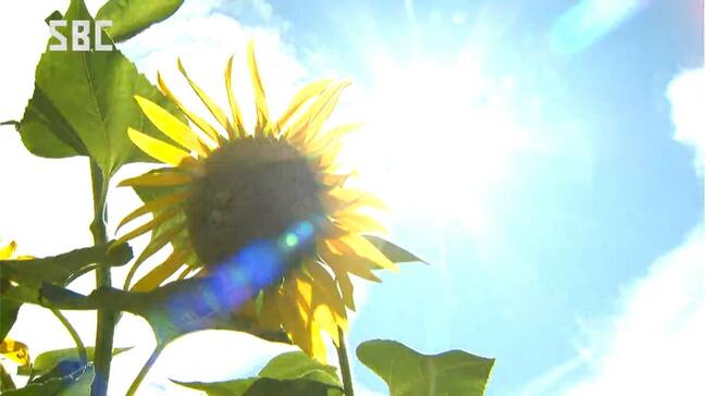 飯田35.9度など4地点で猛暑日…暑さに負けず約3万本のヒマワリが満開!長野・安曇野市|TBS NEWS DIG