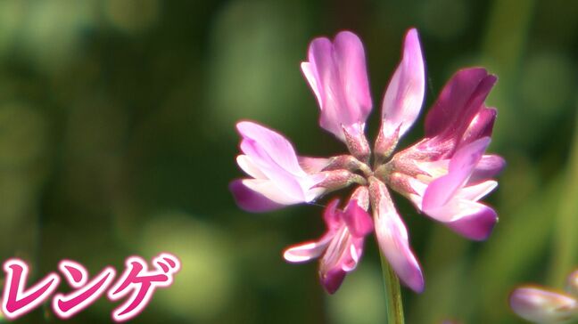 「疲れがとれますね」総社市の備中国分寺周辺でレンゲが花盛り　地域の人たちが田んぼに種をまき育てる【岡山】|TBS NEWS DIG