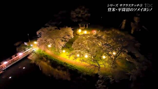 【サクラスケッチ】「平筒沼」の周りに咲き誇る満開のソメイヨシノ 宮城・登米市|TBS NEWS DIG