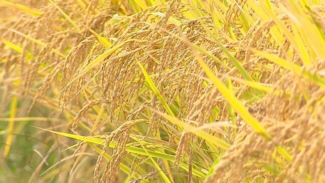 今年の県内の水稲　猛暑・台風の影響があったものの豊作　16年ぶりやや良の「102」 大分|TBS NEWS DIG