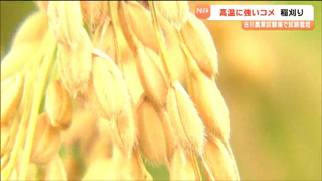 実りの秋 “猛暑に強い”期待の新品種米「東北247号」を手作業で収穫 宮城・大崎市|TBS NEWS DIG