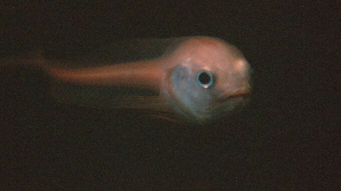 「目がくりくりでかわいい」見られるのは今だけ？希少な深海魚「マグマクサウオ」国内初展示　福島・いわき市|TBS NEWS DIG