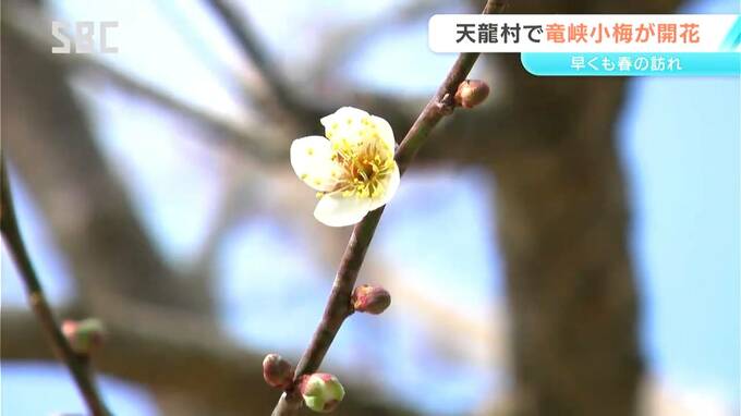 春を告げる花「竜峡小梅」が開花　例年並みの開花宣言　長野・天龍村　|　SBC NEWS | 長野のニュース | SBC信越放送