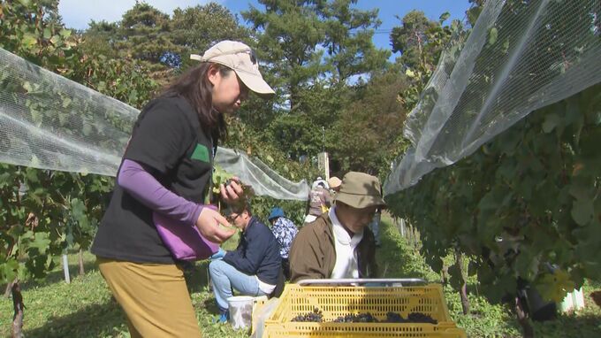 濃厚な味わいに期待！実りの秋　ワインブドウの収穫　長野・塩尻市　|　SBC NEWS | 長野のニュース | SBC信越放送