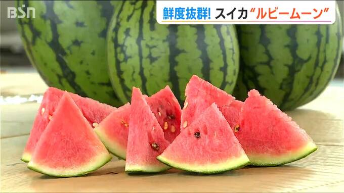 2年で3倍!スイカ大好き新潟県の新しい“小さな主役”『Niigataルビームーン』はかなり甘い!!|TBS NEWS DIG