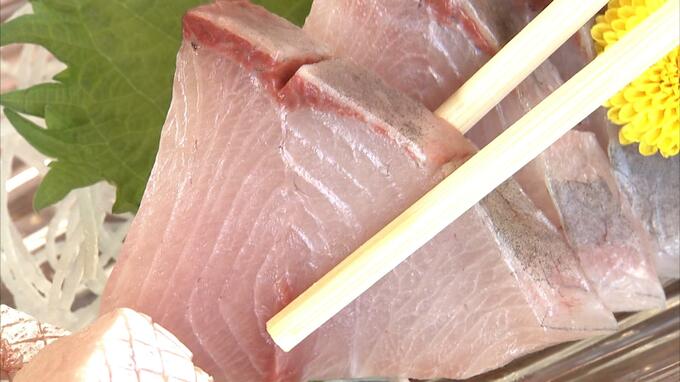 富山湾の王者「ブリ」今年の水揚げは“不漁”と地元研究機関が予想　その理由は…　　|　富山のニュース｜天気・防災｜チューリップテレビ