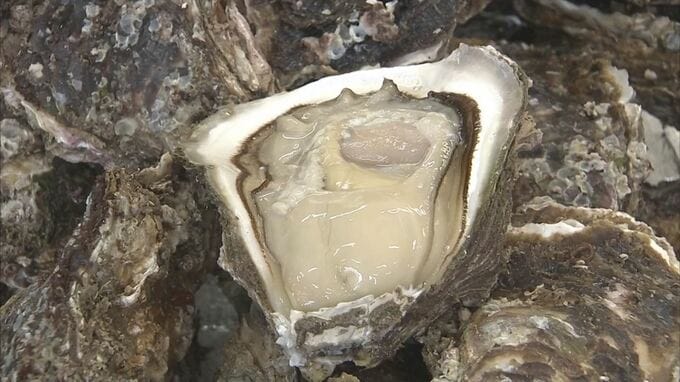 鳥取の夏の味覚・天然イワガキ「夏輝」の初競り　価格は？味は？　|　BSSニュース | BSS山陰放送
