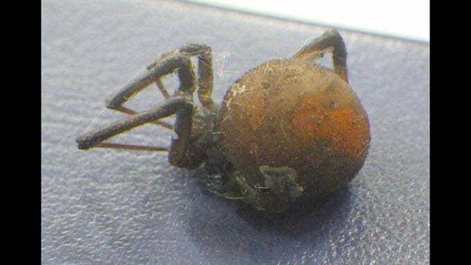 北海道内で3例目 特定外来生物の毒グモ＝セアカゴケグモ確認 旭川市内の事業所敷地内で発見し駆除 北海道は疑わしいクモに触らないよう呼びかけ　|　北海道のニュース｜HBC北海道放送