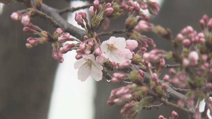 雨の中…仙台でサクラ開花 平年より8日早く|TBS NEWS DIG
