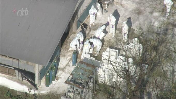 “２４時間態勢”でニワトリ２４万羽の殺処分を完了～福岡で過去最多の鳥インフルエンザ　|　福岡のニュース｜RKB NEWS｜RKB毎日放送