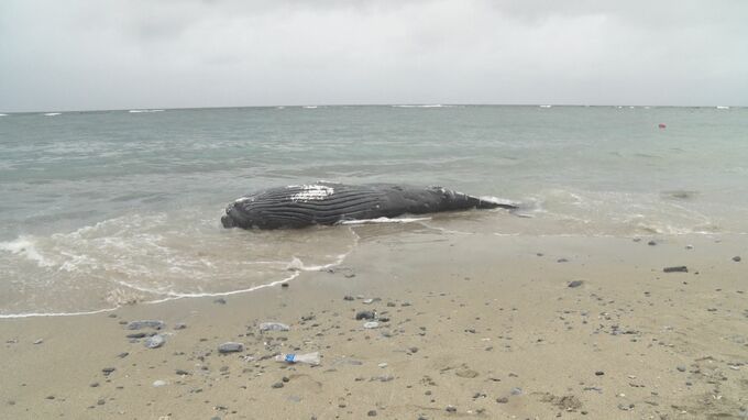 打ち上げられたザトウクジラの死骸　体長5メートルで生後数か月の個体か　去年11月はマッコウクジラが|TBS NEWS DIG