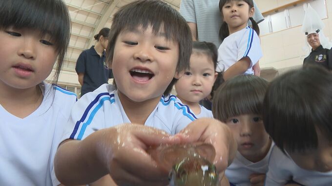 園児は大興奮　幼稚園に生きた「須佐男命いか」　ブランド化推進委がプレゼント　山口・萩　|　山口のニュース・天気・防災｜tys NEWS｜ｔｙｓテレビ山口
