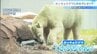 【涼むホッキョクグマ】天王寺動物園の“ホウちゃん”にリンゴ入りの特製氷をプレゼント！　|　MBSニュース | 関西の最新ニュースを分かりやすく。