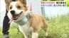 警察犬目指す保護犬の「ももちゃん」病気や噛む癖を克服しての2度目の挑戦はいかに…　嘱託警察犬の審査会　青森市　|　青森のニュース│ATV NEWS│青森テレビ