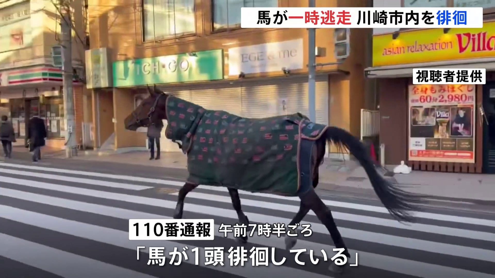 仕事始めの街中を馬が徘徊 明治大学・馬術部の馬が逃走か 警察車両に